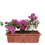 Bougainvilla with Brick Red Pot 'pink'