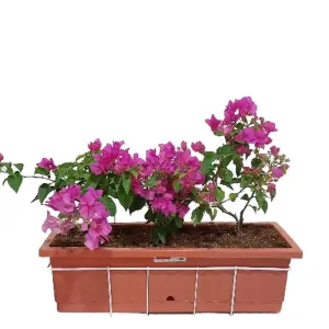 Bougainvilla with Brick Red Pot 'pink'
