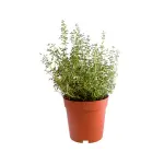 Thyme (zaatr)