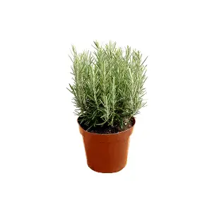 Rosemary