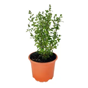 oregano