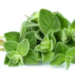 oregano
