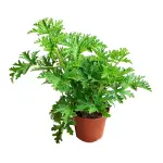 Pelargonium “Ettr”