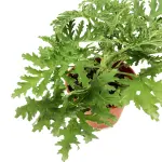 Pelargonium “Ettr”