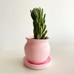 Blush Harmony Chalk Sticks Plant