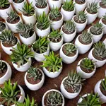 Aqiqah set "100 plant"