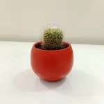 mammillaria cactus