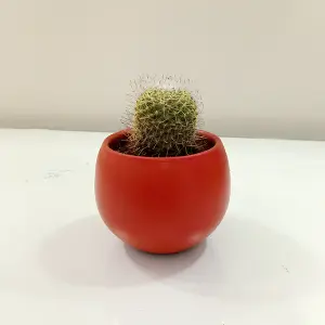 mammillaria cactus