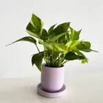 Lilac Dream Pothos plant