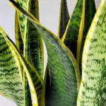 Snake Plant