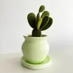 Minty Fresh Bunny plant