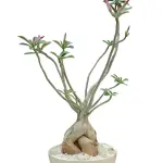 Adenium "Desert Rose"