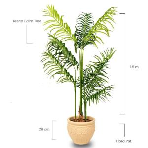 Areca Palm Tree