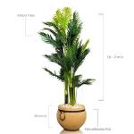 Areca Tree