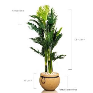 Areca Tree