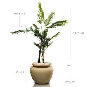 Areca Tree