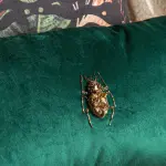 THE VELVET SCARAB CUSHIONS