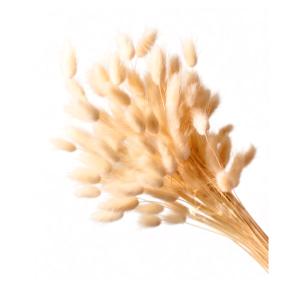 Bunny Tails | Rabbit Tails | Dried Flowers