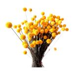 Yellow Balls Flowers