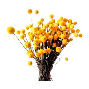 Yellow Balls Flowers