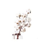 Cotton Flora Dried flowers