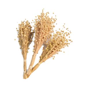 Dried Flax fruits bunch