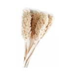 Sorgum Stem | Natural Dried