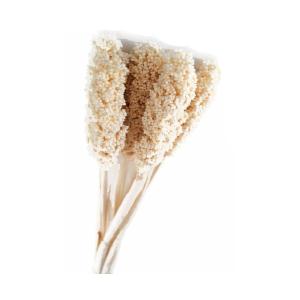 Sorgum Stem | Natural Dried