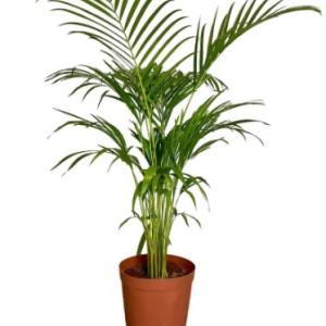 Areca palm