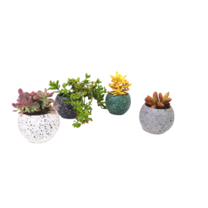 Rainbow Cactus set