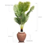 Red  Areca Tree