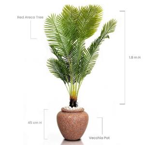 Red  Areca Tree