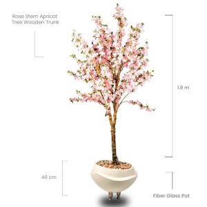 Rose Stem Apricot