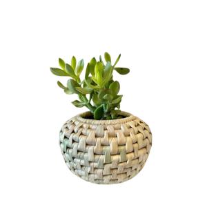 Belly plant pot cover