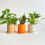 The Earth & Dots plant Set