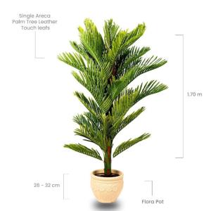 Single Areca Palm Tree